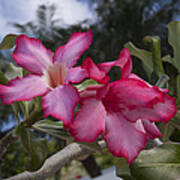 Caribbean Oleander Poster