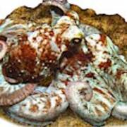 Caribbean Reef Octopus Poster
