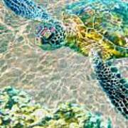 Beautiful Sea Turtle Poster