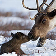 Caribou Mother Nuzzling Calf Poster
