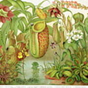 Carnivorous Plants Poster
