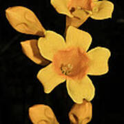 Carolina Jessamine Poster