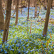 Carpet Of Blue Flowers In Spring Forest 3 Poster