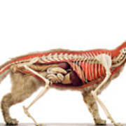 Cat Anatomy Photograph by Daniel Sambraus/science Photo Library - Fine ...