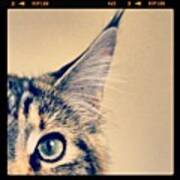 #cat #animal #cute #adorable #kitten Poster