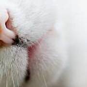 Cat Nose Poster
