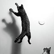 Cat To Jump Towards The Wall Poster