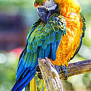 Catalina Macaw Poster