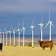 Cattle And Windmills In Alberta Canada Poster