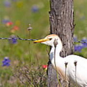 Cattle Egret At Fenceline Poster