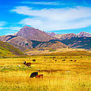 Cattle Grazing Autumn Panorama Poster