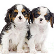 Cavalier King Charles Spaniel Pups Poster