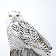 Centered Snowy Owl Poster