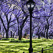 Central Park In The Spring Poster