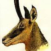 Chamois Deer Poster