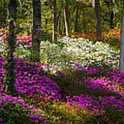 Charleston Sc Azalea Flowers And Sunlight - Fairytale Forest Poster