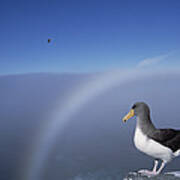 Chatham Albatross On Cliff Edge Chatham Poster