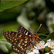 Checkerspot Sipping Nectar Poster