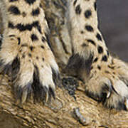 Cheetah Claws Poster