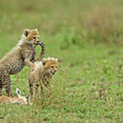 Cheetah Cubs On Kill Poster