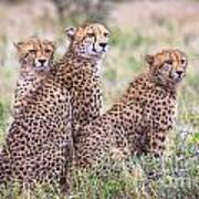 Cheetah Family Poster