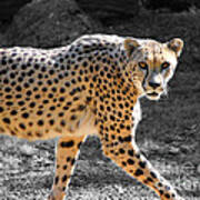 Cheetah Poster