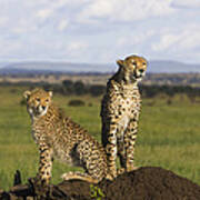 Cheetah Mother And Cub Masai Mara Poster
