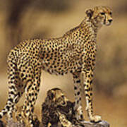 Cheetah Mother With Adolescent Samburu Poster