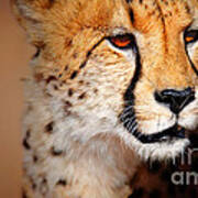 Cheetah Portrait Poster