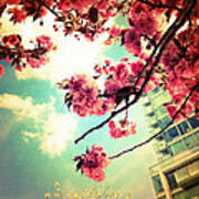 Cherry Blossom Blooms Poster