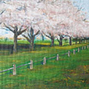 Cherry Blossom Christchurch Poster
