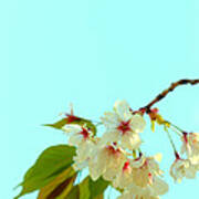Cherry Blossom Flowers Poster
