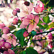 Cherry Blossom Poster