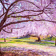 Cherry Blossom In The Wind Poster