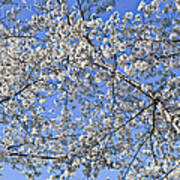 Cherry Blossom Trees In Full Bloom Sakura Looking Up Poster