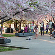 Cherry Blossoms 2013 - 069 Poster