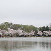 Cherry Blossoms - Washington Dc - 011395 Poster