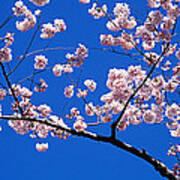 Cherry Blossoms Washington Dc Usa Poster