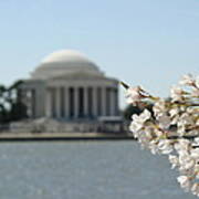 Cherry Blossoms With Jefferson Memorial - Washington Dc - 01136 Poster