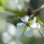 Cherry Blossom. Sunny Day Poster