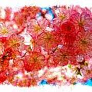 Cherry Blossums Poster