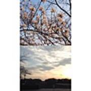 Cherryblossoms #frontback @frontbackapp Poster
