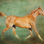 Chestnut Arabian Horse Trotting Poster by Michelle Wrighton