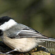 Chickadee With Prize Poster