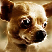 Chihuahua Dog - Electric Poster