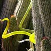 Chihuly In The Cacti Poster