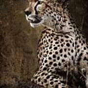 Chill Cheetah Poster