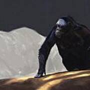 Chimp Contemplation Poster