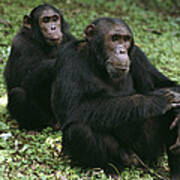 Chimpanzee Grooming Another Gombe Stream Poster