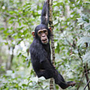Chimpanzee Juvenile Climbing Tanzania Poster